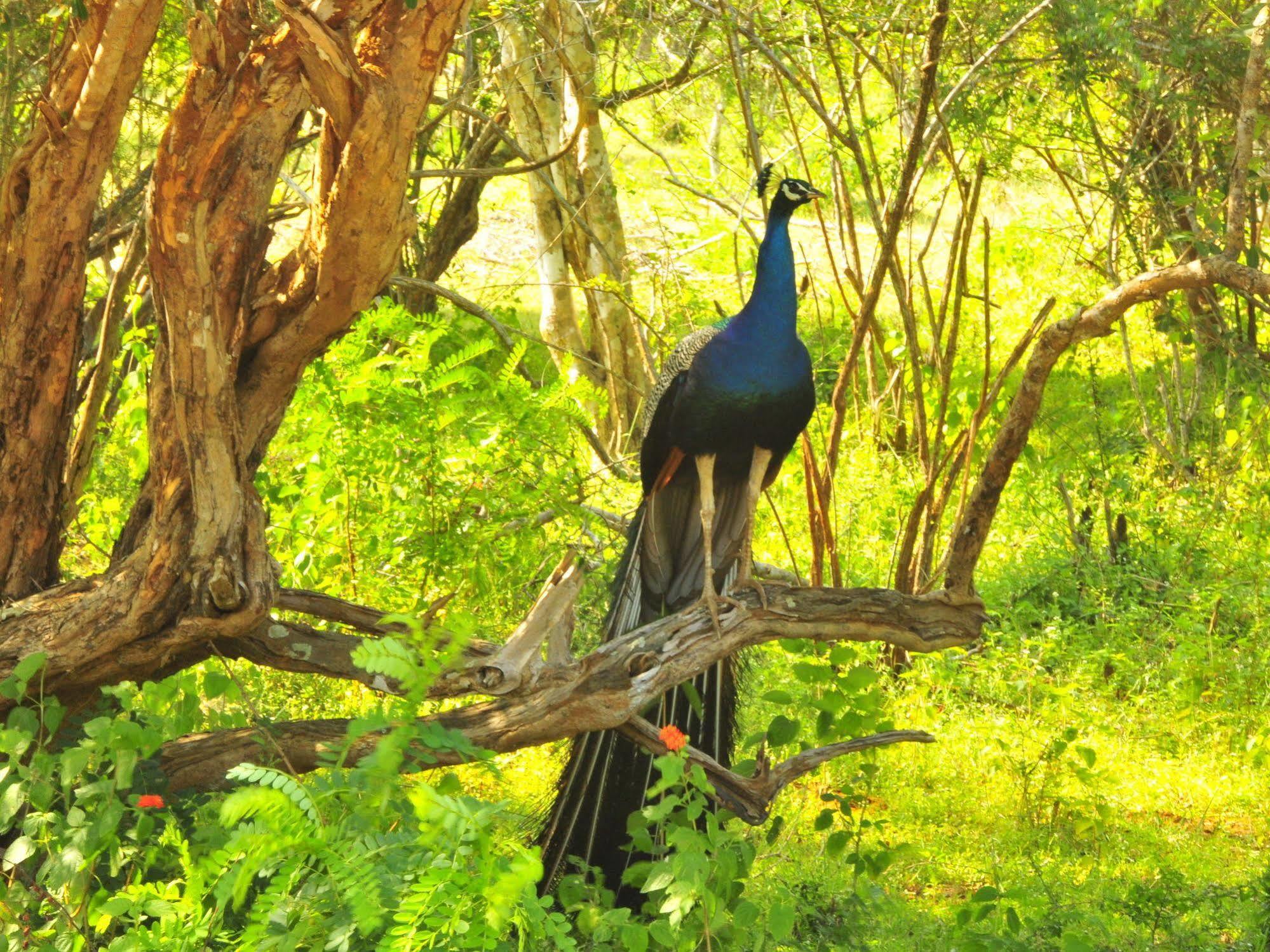 ホテル Yala Beddegama Eco カタラガマ エクステリア 写真